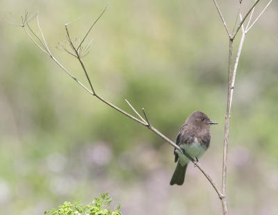 Black Phoebe