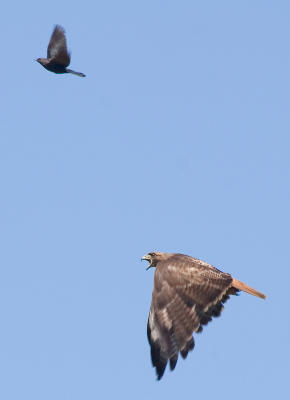 Red-tailed Hawk being harassed by a Brewer's Blackbird