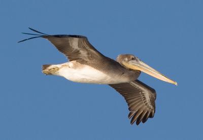 Brown Pelican in flight