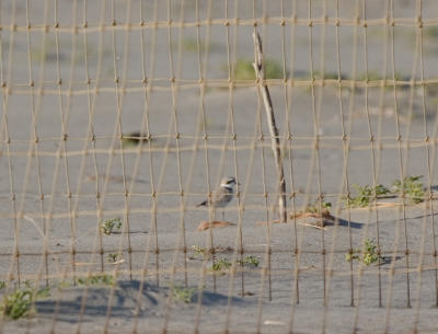 Snowy Plover behind plover-protecting fencing