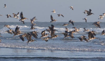 Pelicans and gulls