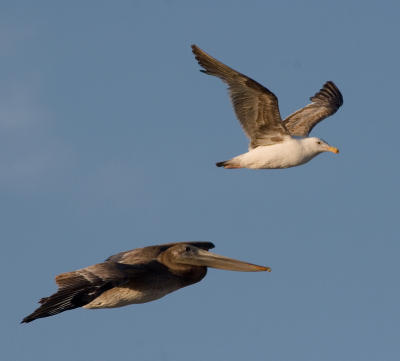 Brown Pelican and Western(?) Gull