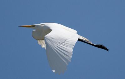 Great Egret, flying