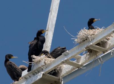 Nesting Double-crested Cormorants
