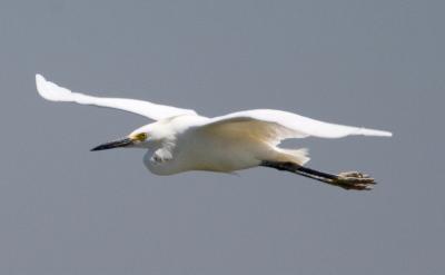 Snowy Egret, flying