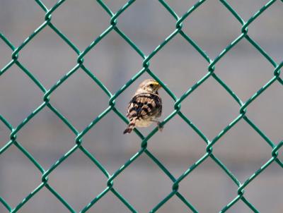 Savannah Sparrow