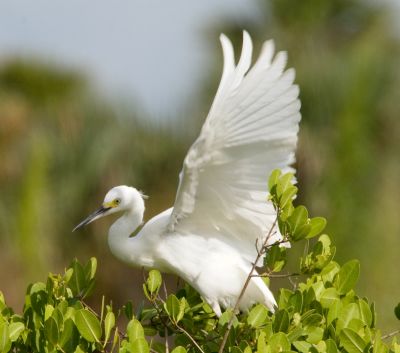 Snowy Egret on mangrove