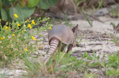 Banded Armadillo