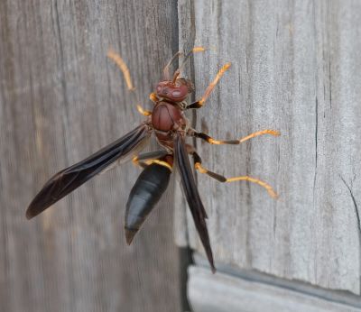 Paper Wasp (probably Polistes fuscatus)