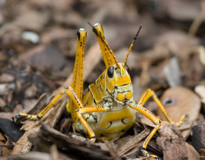 Eastern Lubber Grasshopper (Romalea guttata) laying eggs