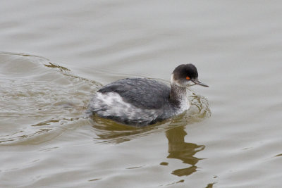 Eared Grebe