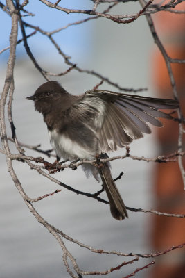 Black Phoebe