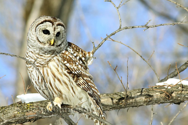 46-58 cm  Chouette Raye  (Barred Owl ) Strix varia 