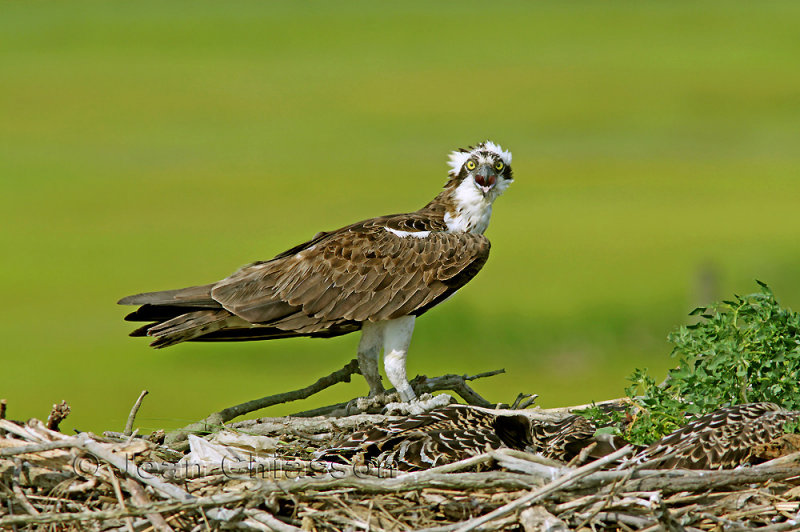 53 - 62 cm Balbuzard Pcheur (Osprey) Pandion haliaetus