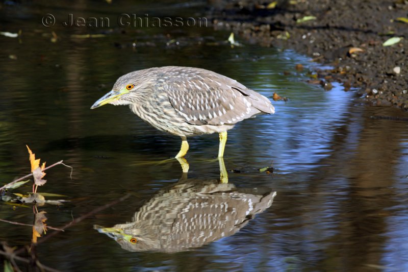 Bihoreau Gris 58 - 70 cm  (Black-crowned Night-Heron)