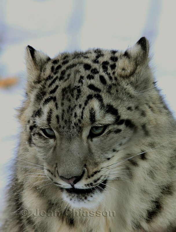 Lopard Des Neiges ( Snow Leopard ) Uncia Uncia