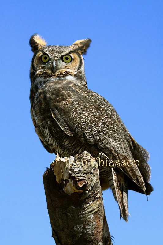 Grand Duc dAmrique / 45 - 63 cm  Great Horned Owl