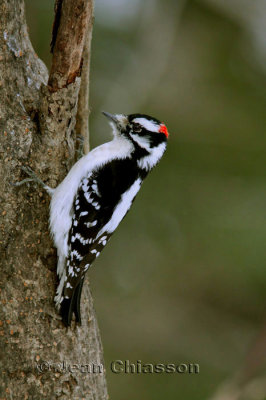 16-18 cm Pic Mineur ( Downy Woodpecker ) Picoides pubescens