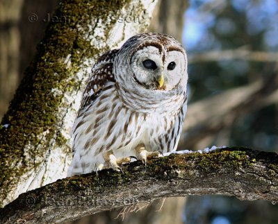 46-58 cm  Chouette Raye  (Barred Owl ) Strix varia - Merci a Dom et Eric pour cette belle session de photos