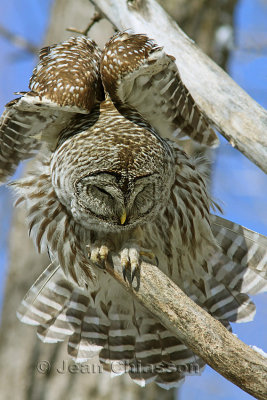 46-58 cm  Chouette Raye  (Barred Owl ) Strix varia