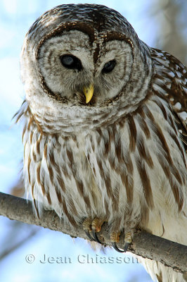 46-58 cm  Chouette Raye  (Barred Owl ) Strix varia 1 of 2