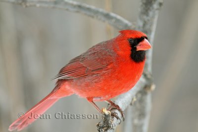 19 - 24 cm Cardinal rouge Northern Cardinal / Cardinalis cardinalis