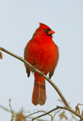 19 - 24 cm Cardinal rouge Northern Cardinal / Cardinalis cardinalis