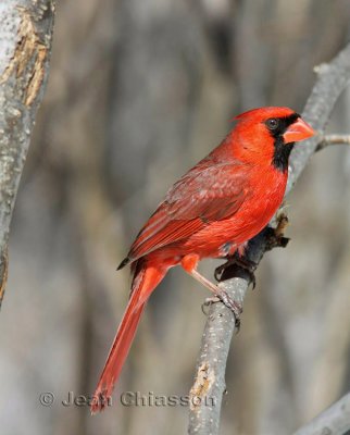  19 - 24 cm Cardinal rouge Northern Cardinal / Cardinalis cardinalis