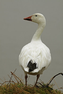 65 - 95 cm Oie des Neiges ( Snow Goose ) Chen caerulescens