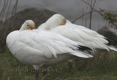 Oie des Neiges ( Snow Goose )  Chen caerulescens