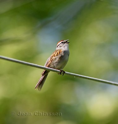 15-16 cm Bruant Familier / Chipping Sparrow