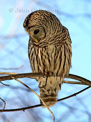 46-58 cm  Chouette Raye  (Barred Owl ) Strix varia