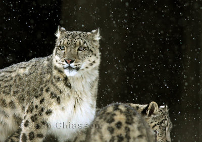 Lopard Des Neiges ( Snow Leopard ) Uncia Uncia