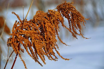 Brindille en hiver