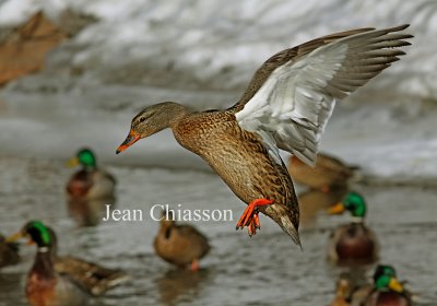  Canard Colverts ( Mallard Female )