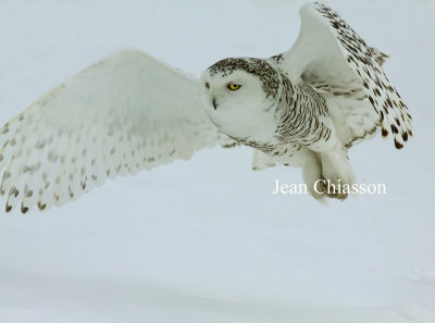 Harfang des Neiges (Snowy Owl