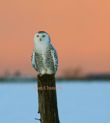 Harfang des Neiges (Snowy Owl)