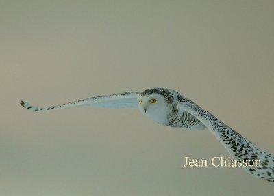 Harfang des Neiges (Snowy Owl)