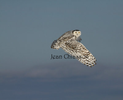 Harfang des Neiges (Snowy Owl)