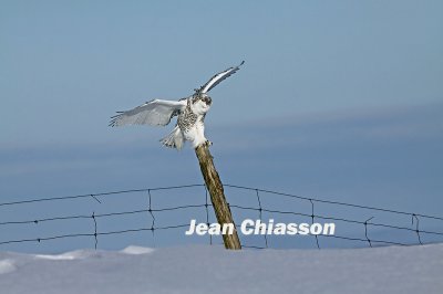 Harfang des Neiges (Snowy Owl)