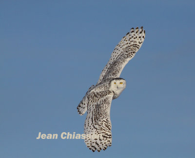 Harfang des Neiges (Snowy Owl)