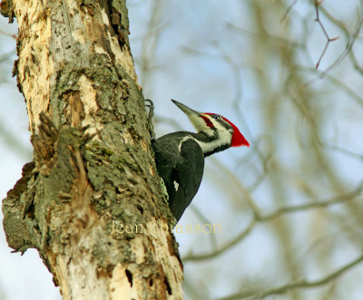 Grand Pic 41-50 cm    ( Pileated Woodpecker )