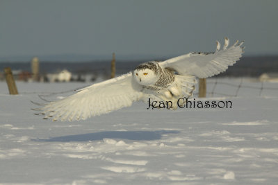 Harfang des Neiges (Snowy Owl)