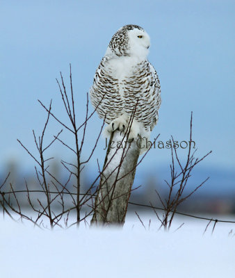 Harfang des Neiges (Snowy Owl)