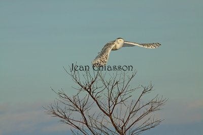 Harfang des Neiges (Snowy Owl)