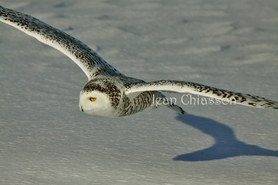 Harfang des Neiges (Snowy Owl)