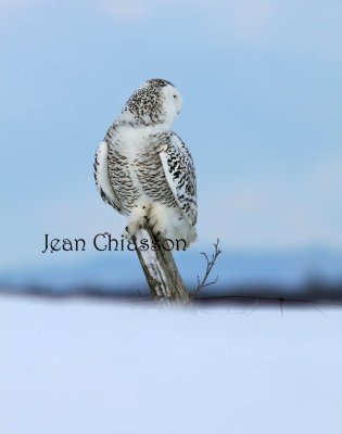 Harfang des Neiges (Snowy Owl)