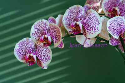 Orchides / Orchids / Phalaenopsis