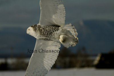 Harfang des Neiges (Snowy Owl