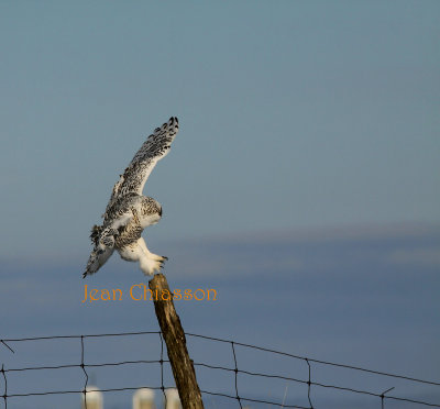 Harfang des Neiges (Snowy Owl)